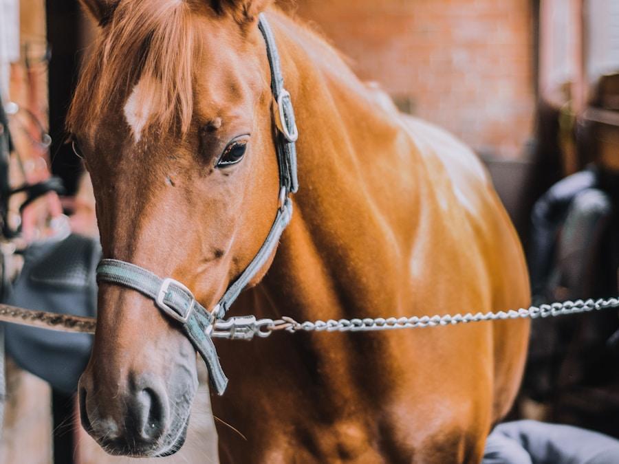 Schleese Infinity Dressage Saddle 17.5" 2