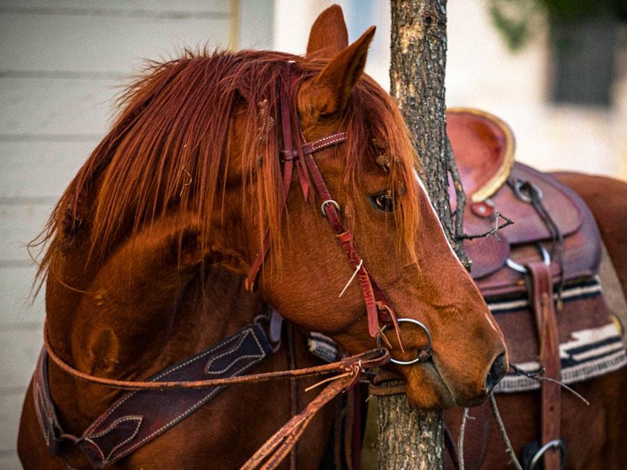 CWD SE02 Jump Saddle 17" Narrow