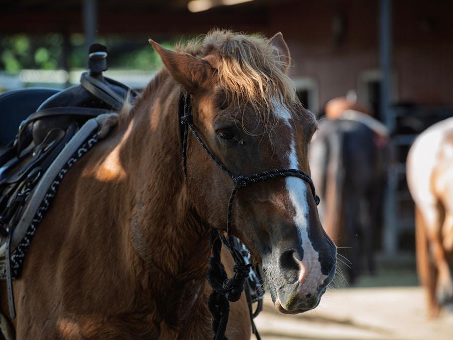Pessoa A/O Jump Saddle 17.5" MW — photo 1